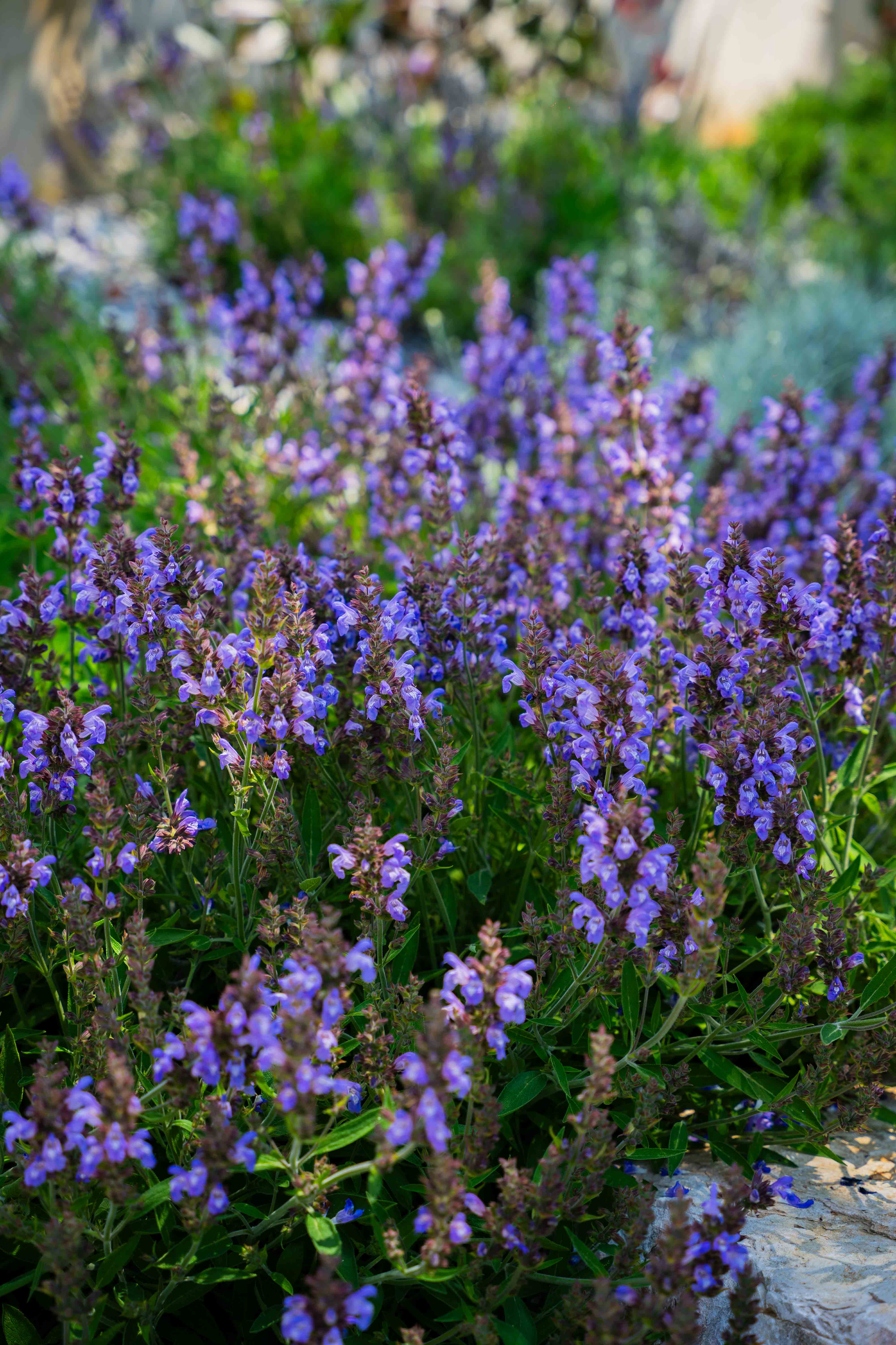Lavanda u vrtu Vile Vanja